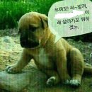 우짜꼬 이미지