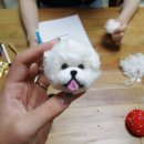 바느질하는고양이 이미지