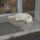 스테이만디 이미지