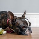 온동물병원 이미지