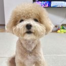 강아지 노즈워크 장난감, 호랑이도 푹 빠진 고난이도 킁킁접시 내돈내산 솔직 후기
