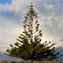 별과 소나무 이미지