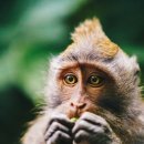 발리매점 이미지