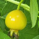 나유농장 이미지