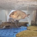 굿모닝회수산 이미지