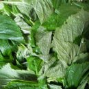 향원농장 이미지