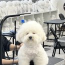 왈왈애견미용샵 | 부안군애견미용학원 애견미용샵 창업 도전하기 진행중 후기 공유
