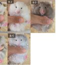 부산햄스터분양 행복햄 이미지