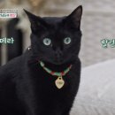 치타박스 이미지