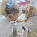 사랑할개 이미지