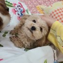 연이동물병원 | 대전 강아지 중성화수술 연이동물병원 친구추천후기