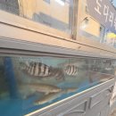 소문난횟집 | 부산시청 근처 제철메뉴 식당 맛집 소문난횟집 시즌메뉴 후기