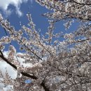 중원-70 | 2026 진해군항제 여좌천 로망스다리 실시간 벚꽃 개화상황 코스 주차 후기 먹거리추천