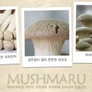 머쉬