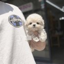 (주)요미스토리(요미독 강아지분양 요미캣 고양이분양 목동점) | 광명강아지분양 고민 끝내드립니다 요미독에서 행복 찾기