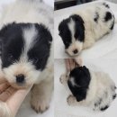 서산시동물보호센터 이미지