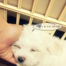 민혼수