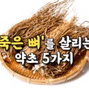 죽은 뼈 살리는 약초 5가지 이미지