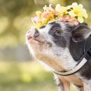 핑크돼지 이미지