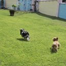 호야별 애견유치원 이미지