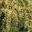 대촌길 | 평사리의아침 하동 목향장미 카페 개화 예약 내돈내산 솔직후기