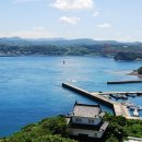 카멜리아 이미지