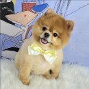 포미펫샵 이미지