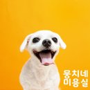 애니네 반려견 미용실 이미지