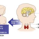 갑상선초음파&amp;추적관찰 피검사후기🐥(하시모토갑상선염/유제품,두유,양배추/TSH 항체수치/실비청구)