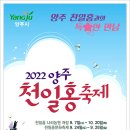 천일홍축제 이미지