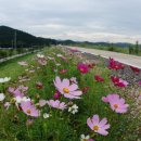 코스모스길 이미지