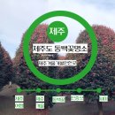 위미동백나무군락 | 제주겨울가볼만한곳 인증샷필수코스 제주도동백꽃명소 추천 위미동백나무군락
