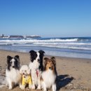 더 퍼피즈 블루 오션 쿡 이미지