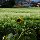 봉평메밀밭 이미지