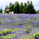 보라농장 이미지