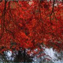 경상남도 수목원 이미지