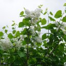 온갖 봄꽃이 만발한 송우리, 태봉둘레길 (2024.4.24.수) 이미지