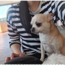 삼송데이케어 펫호텔 | 신월동강아지호텔 꼬마네 펫 데이케어센터 후기, 믿고 맡기는 반려견 돌봄!