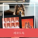 용인 반려견스튜디오 강아지사진 레코드독 촬영 솔직후기