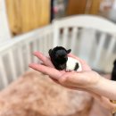 타이니켄넬 이미지