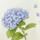 기초부터 완성까지, 색연필 스케치 이미지