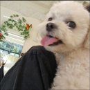 쿨 퍼피 | 구리 애견호텔 쿨퍼피 방문 후기