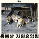오산 2길 87 농장 | 가족여행 추천 국내! 홍성 고양이산 용봉산 숲속의 집