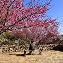 봄나드리투어 이미지