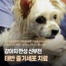 앨리스in동물병원 | 강아지 만성 신부전 환자의 태반 줄기세포 치료, 줄기세포 전문 동물병원, 애니컴메디컬센터