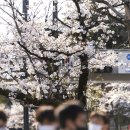 2025년 3월 7일 ~ 16일 광양 매화축제의 후기, 축제일정, 입장료, 인근맛집, 숙박시설, 사진찍기