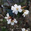 제비식당 이미지