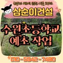 수원초등학교 | 수원초등학교 교육용 텃밭 예초 작업 후기