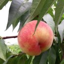 반곡농장 이미지