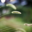 플룻 (연주자) 이미지